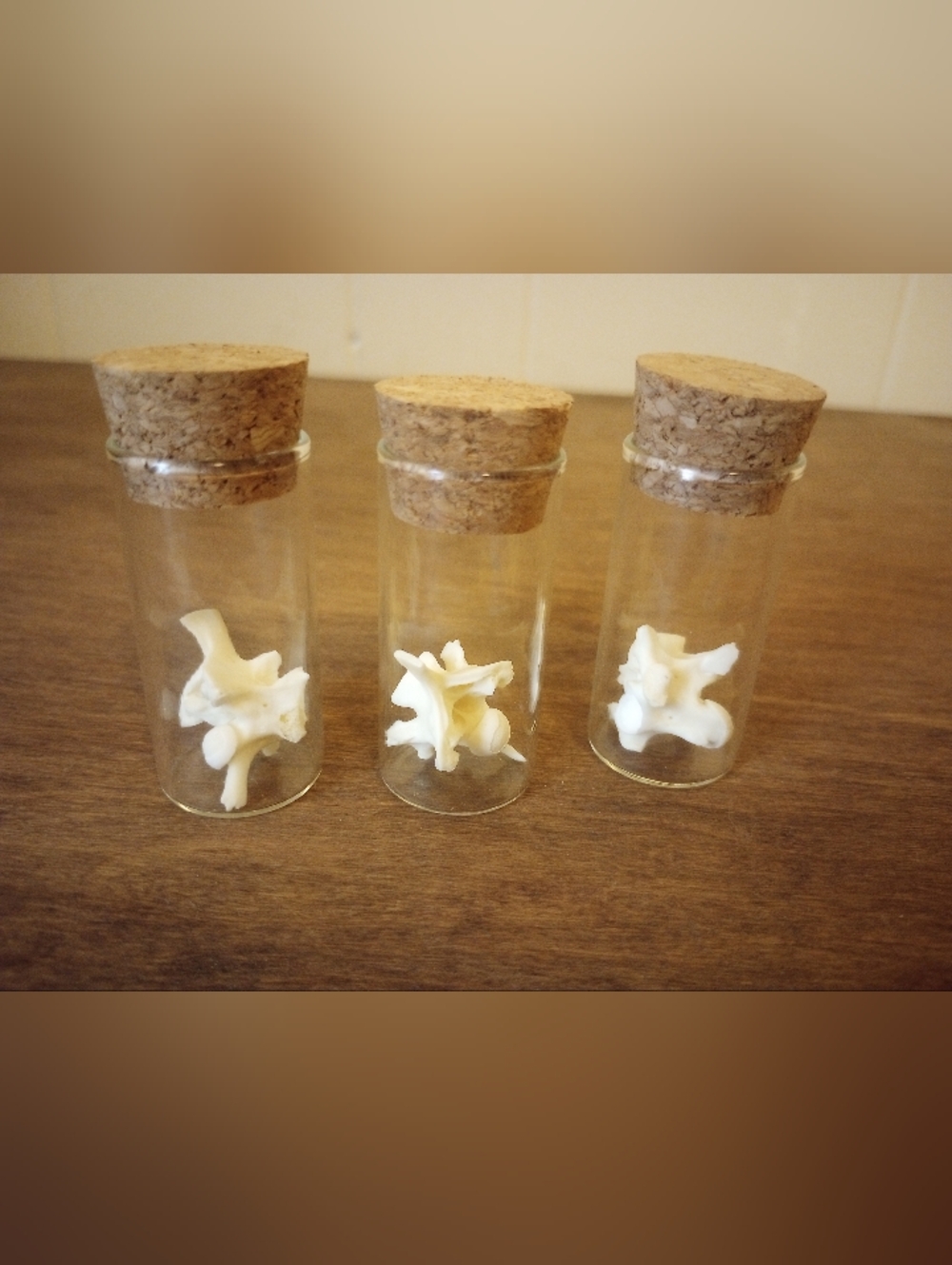 Anaconda Vertebrae